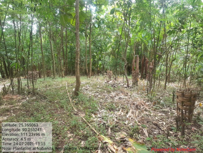 C:\Users\user\Downloads\nabanda plantation.jpg